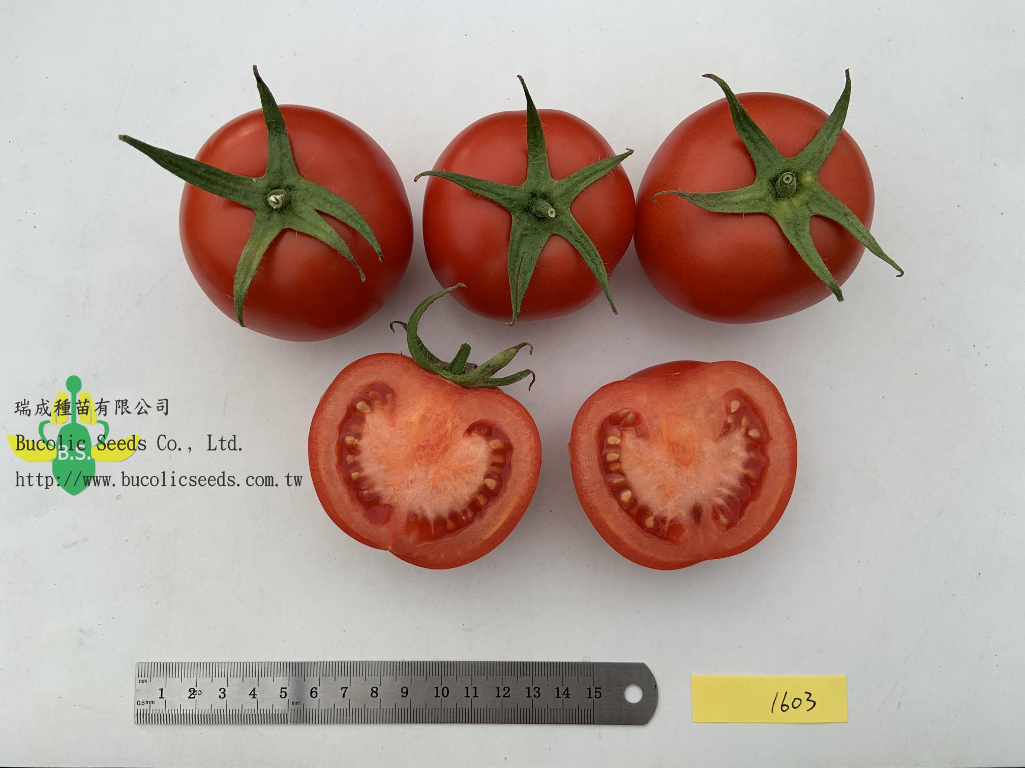 Beef Steak Tomato 1603 - Beef Steak Tomato 1603